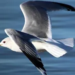 Apartman Holthus