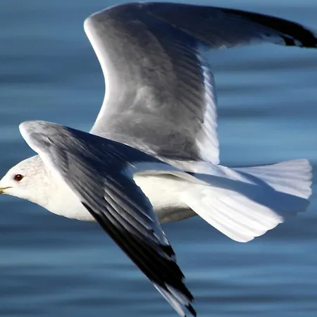 Lägenhet Holthus